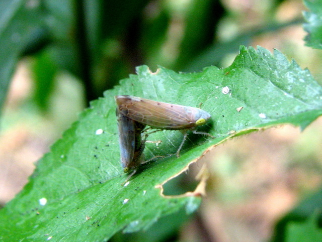 Cicadellidae in accoppiamento. Synophropsis lauri??